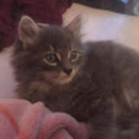 Meet your Posher, Lisa - Picture 1 of 1